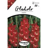 Bulbi gladiola grandiflora Tradehorn, 10 bulbi