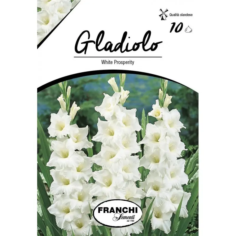 Bulbi gladiola grandiflora White Prosperity, 10 bulbi