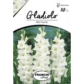 Bulbi gladiola grandiflora White Prosperity, 10 bulbi