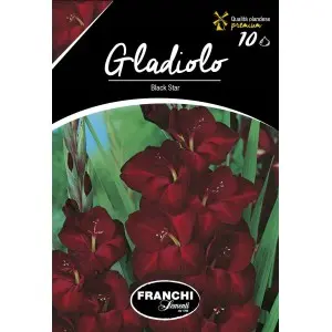 Bulbi gladiola speciala Black Star, 10 bulbi