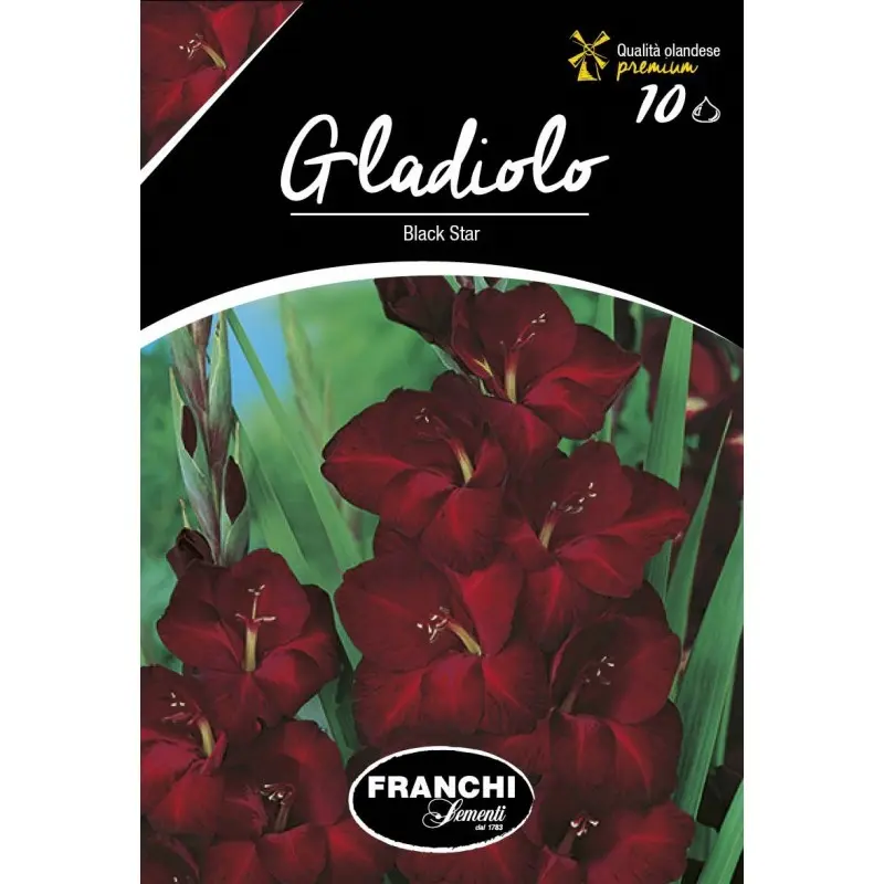 Bulbi gladiola speciala Black Star, 10 bulbi