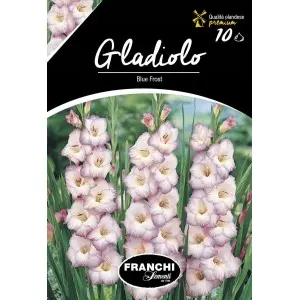 Bulbi gladiola speciala Blue Frost, 10 bulbi