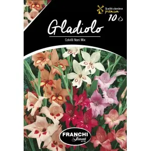 Bulbi gladiola speciala Colvilli Nani Mixtura, 10 bulbi