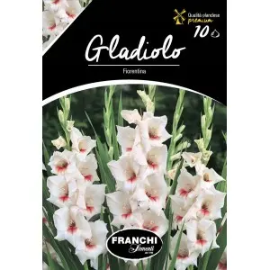 Bulbi gladiola speciala Fiorentina, 10 bulbi