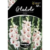 Bulbi gladiola speciala Fiorentina, 10 bulbi