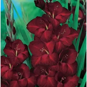 Bulbi gladiola speciala Black Star, 10 bulbi