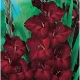 Bulbi gladiola speciala Black Star, 10 bulbi