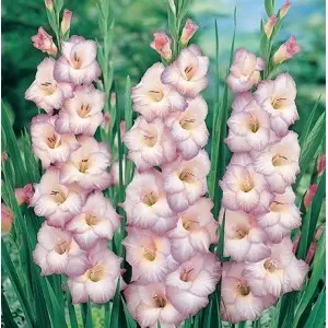 Bulbi gladiola speciala Blue Frost, 10 bulbi