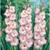 Bulbi gladiola speciala Blue Frost, 10 bulbi