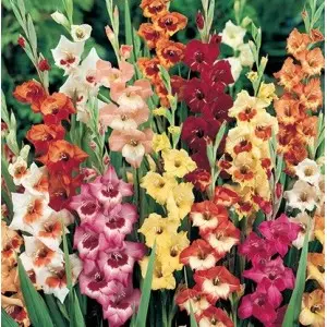 Bulbi gladiola speciala Butterfly Mixtura, 10 bulbi