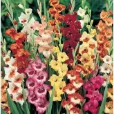 Bulbi gladiola speciala Butterfly Mixtura, 10 bulbi
