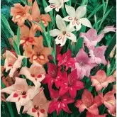 Bulbi gladiola speciala Colvilli Nani Mixtura, 10 bulbi