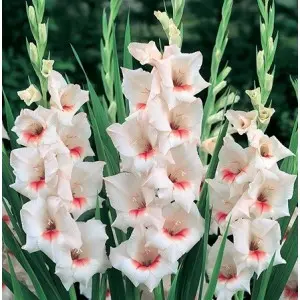 Bulbi gladiola speciala Fiorentina, 10 bulbi