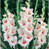 Bulbi gladiola speciala Fiorentina, 10 bulbi