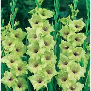 Bulbi gladiola speciala Green Star, 10 bulbi