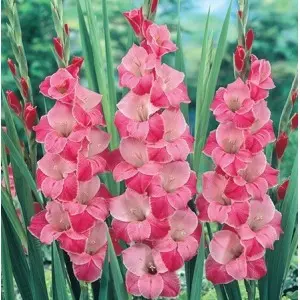 Bulbi gladiola speciala Invitation, 10 bulbi