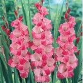 Bulbi gladiola speciala Invitation, 10 bulbi