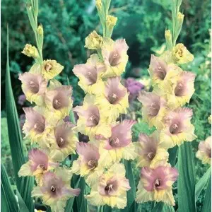 Bulbi gladiola speciala Mon Amour, 10 bulbi