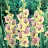 Bulbi gladiola speciala Mon Amour, 10 bulbi