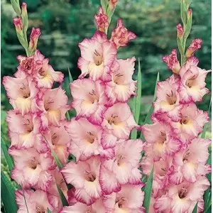 Bulbi gladiola speciala My Love, 10 bulbi
