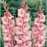 Bulbi gladiola speciala My Love, 10 bulbi