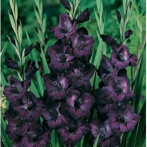 Bulbi gladiola speciala Purple Flora, 10 bulbi