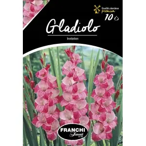 Bulbi gladiola speciala Invitation, 10 bulbi