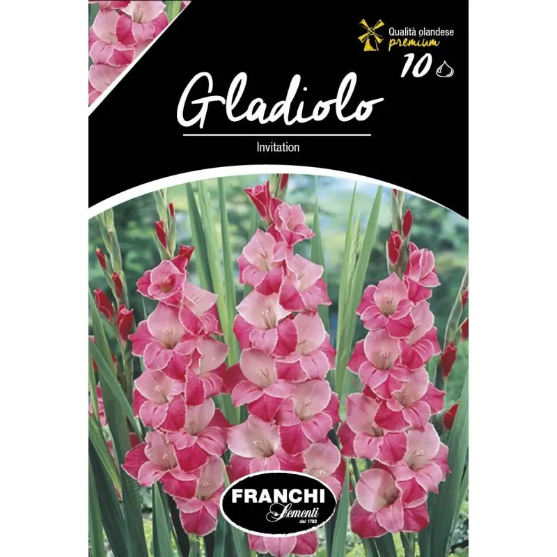 Bulbi gladiola speciala Invitation, 10 bulbi