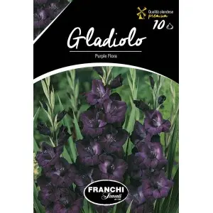 Bulbi gladiola speciala Purple Flora, 10 bulbi