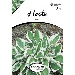 Rizom hosta Patriot, 1 bulb