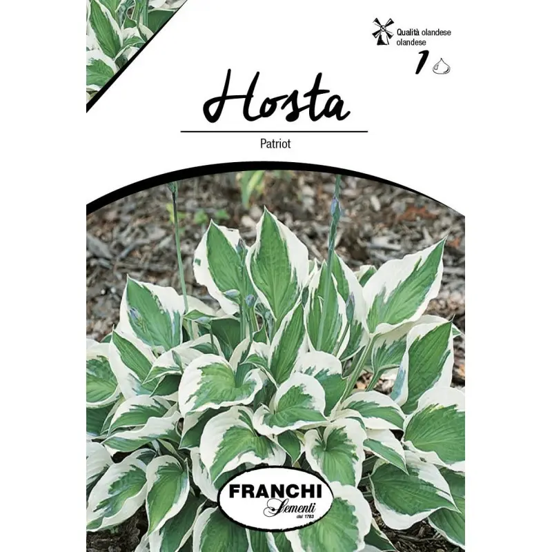 Rizom hosta Patriot, 1 bulb