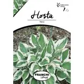 Rizom hosta Patriot, 1 bulb