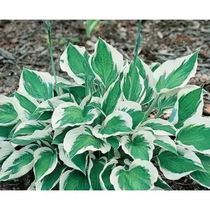 Rizom hosta Patriot, 1 bulb