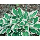 Rizom hosta Patriot, 1 bulb