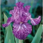 Bulbi iris germanica Batik, 1 bulb
