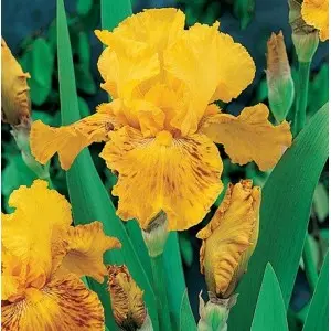 Bulbi iris germanica Desert Echo, 1 bulb