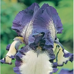 Bulbi iris germanica Loop The Loop, 1 bulb