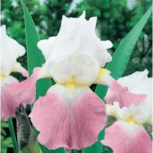 Bulbi iris germanica Lucky Locket, 1 bulb