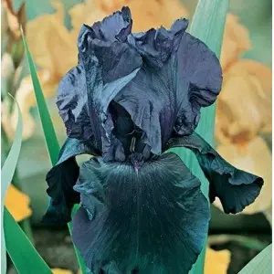 Bulbi iris germanica Night Owl, 1 bulb
