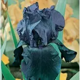 Bulbi iris germanica Night Owl, 1 bulb