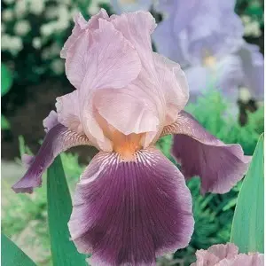 Bulbi iris germanica Senlac, 1 bulb