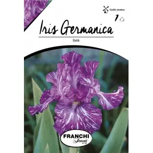 Bulbi iris germanica Batik, 1 bulb