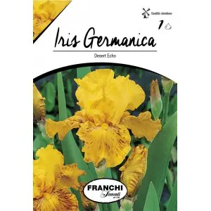 Bulbi iris germanica Desert Echo, 1 bulb