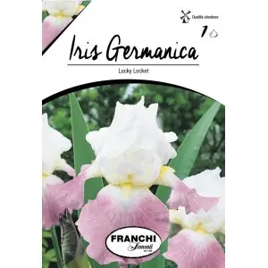 Bulbi iris germanica Lucky Locket, 1 bulb