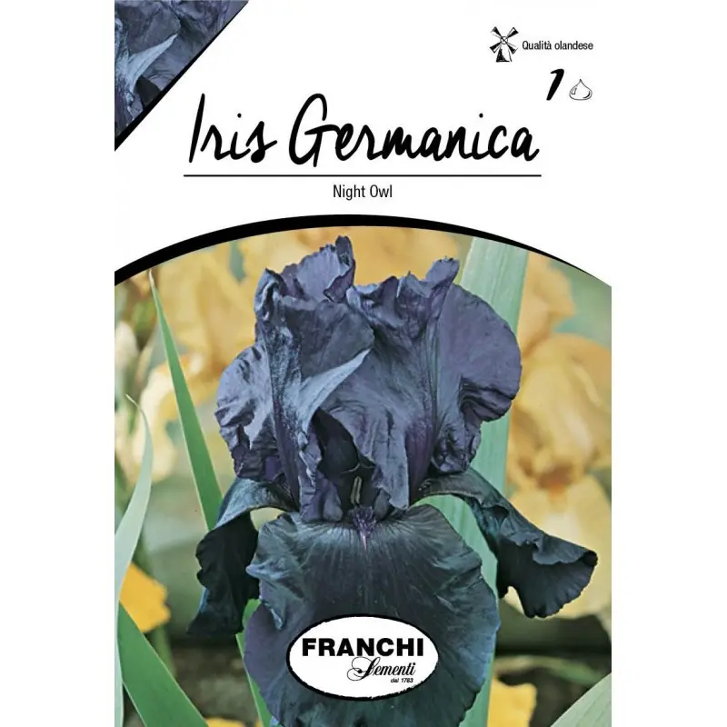 Bulbi iris germanica Night Owl, 1 bulb