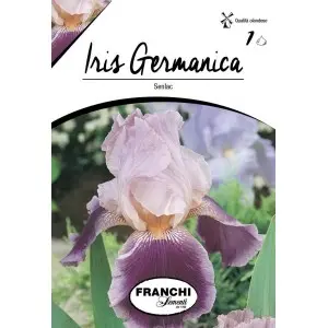 Bulbi iris germanica Senlac, 1 bulb