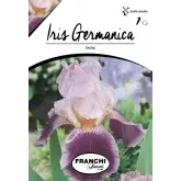 Bulbi iris germanica Senlac, 1 bulb