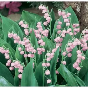 Rizomi lacramioare Majalis Rosa, 1 bulb