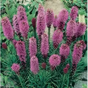 Bulbi liatris Spicata Lilla, 5 bulbi