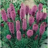 Bulbi liatris Spicata Lilla, 5 bulbi
